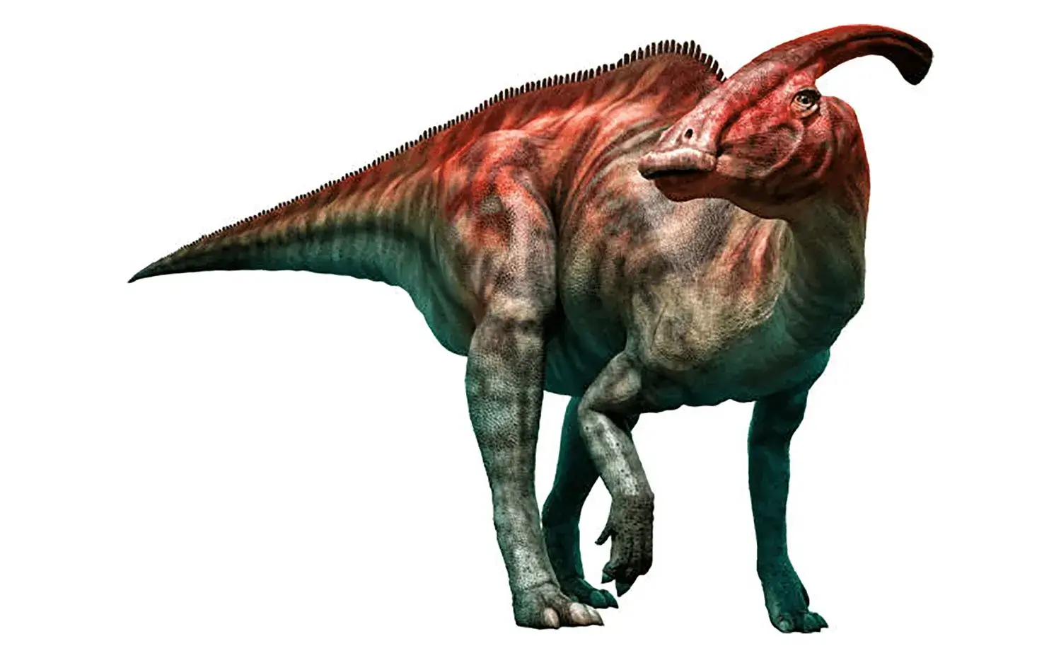 パラサウロロフス