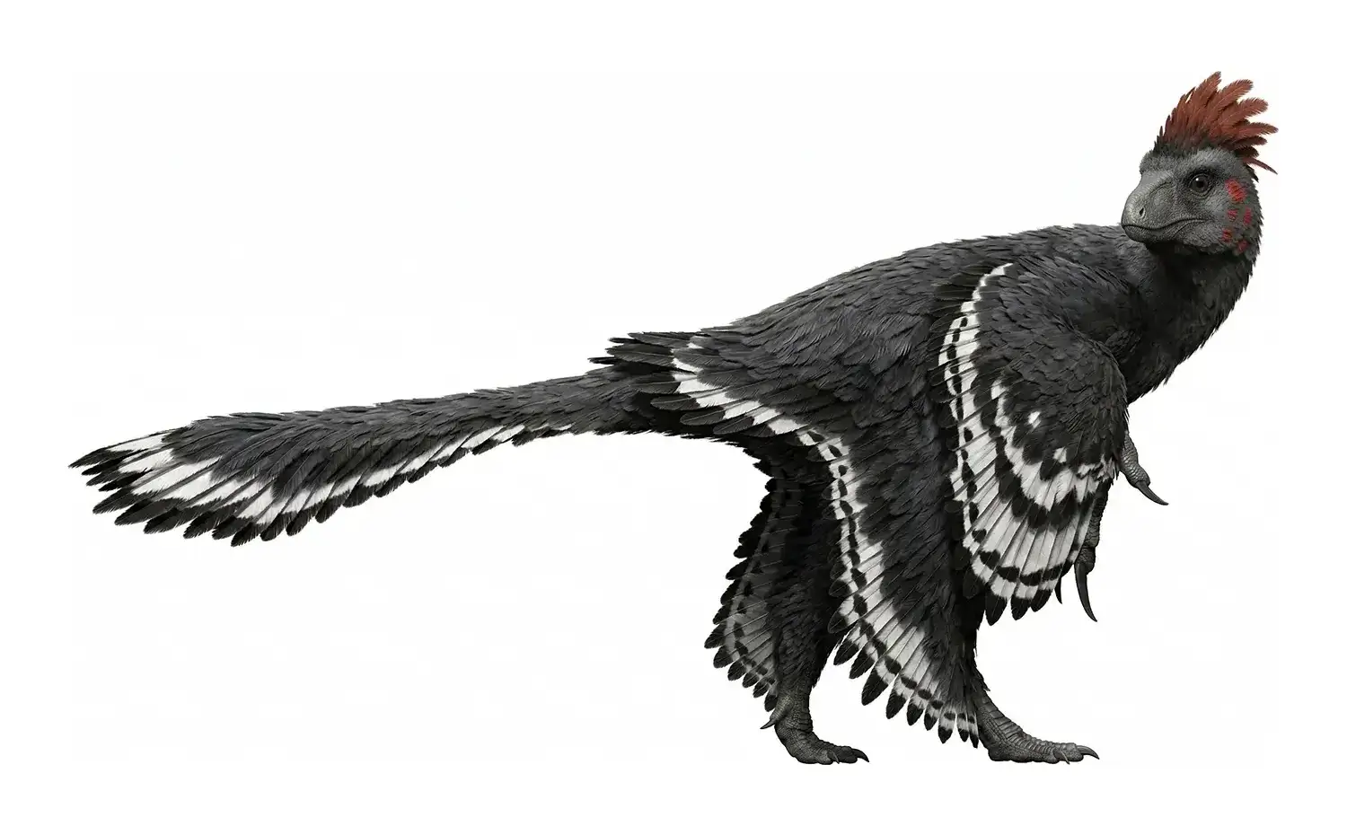 アンキオルニス