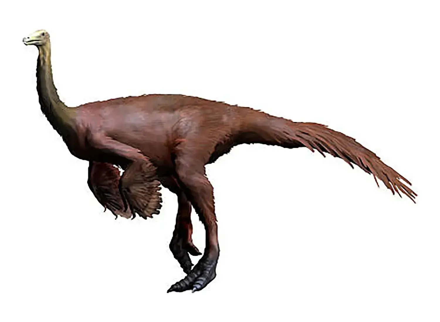 オルニトミムス