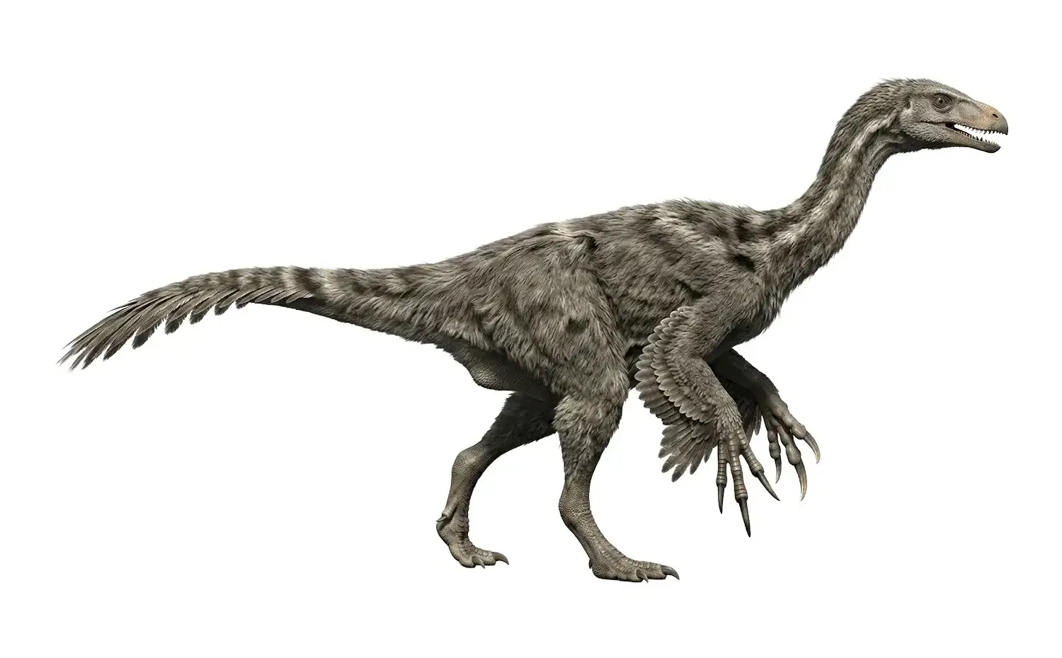 Falcarius