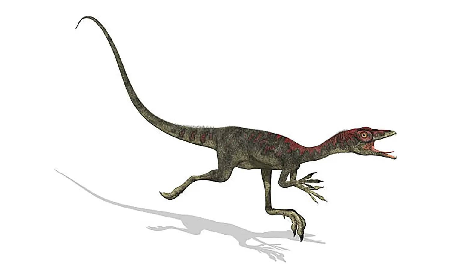 コンプソグナトゥス