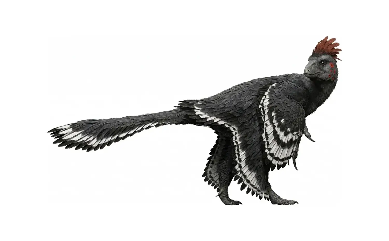 アンキオルニス