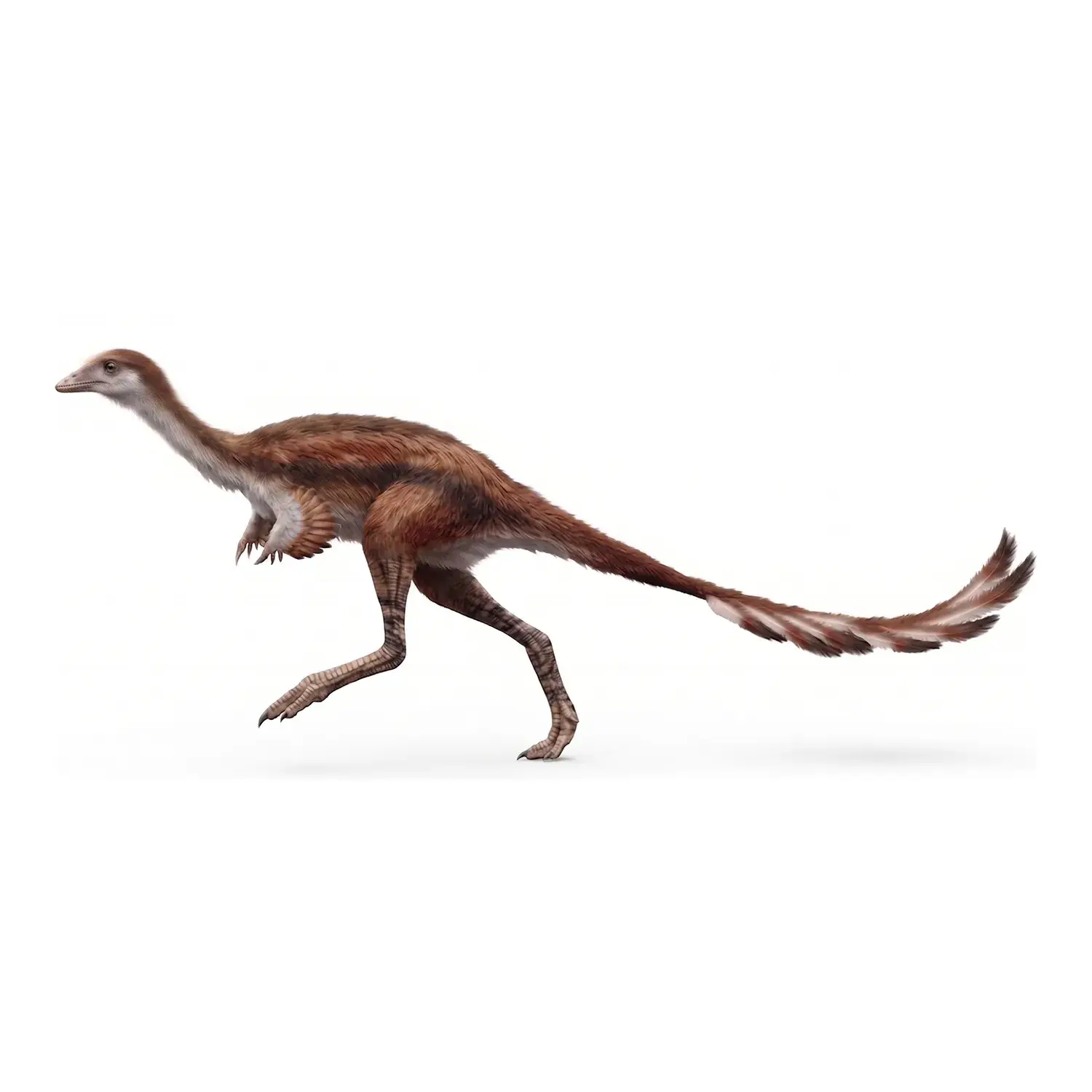 アルヴァレツサウルス