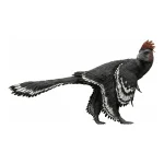 アンキオルニス