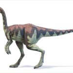 ダチョウのようなほっそりとした体つきと、スレンダーでたくましい脚を備えていた。