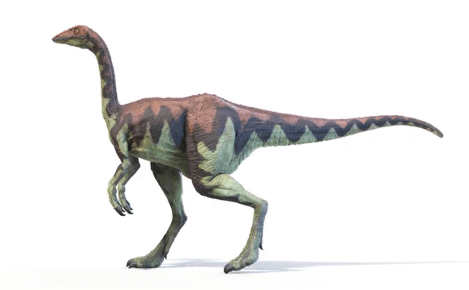 ダチョウのようなほっそりとした体つきと、スレンダーでたくましい脚を備えていた。