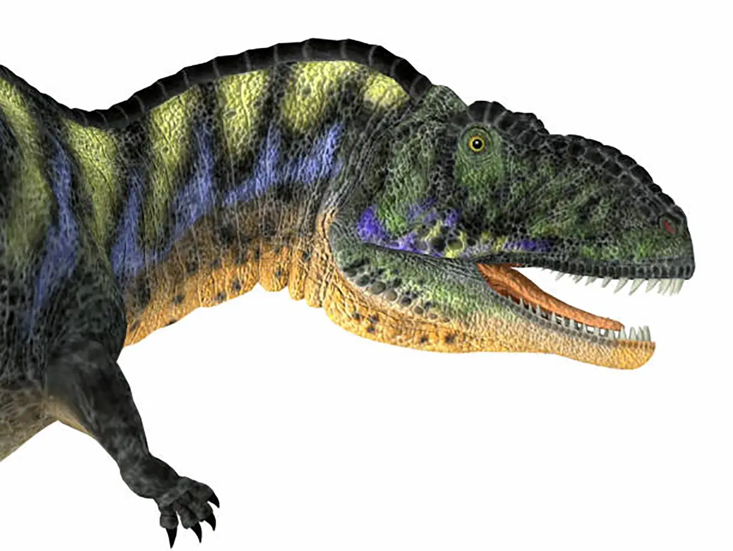 カルノタウルスなどに見られる大きな角を持っていない