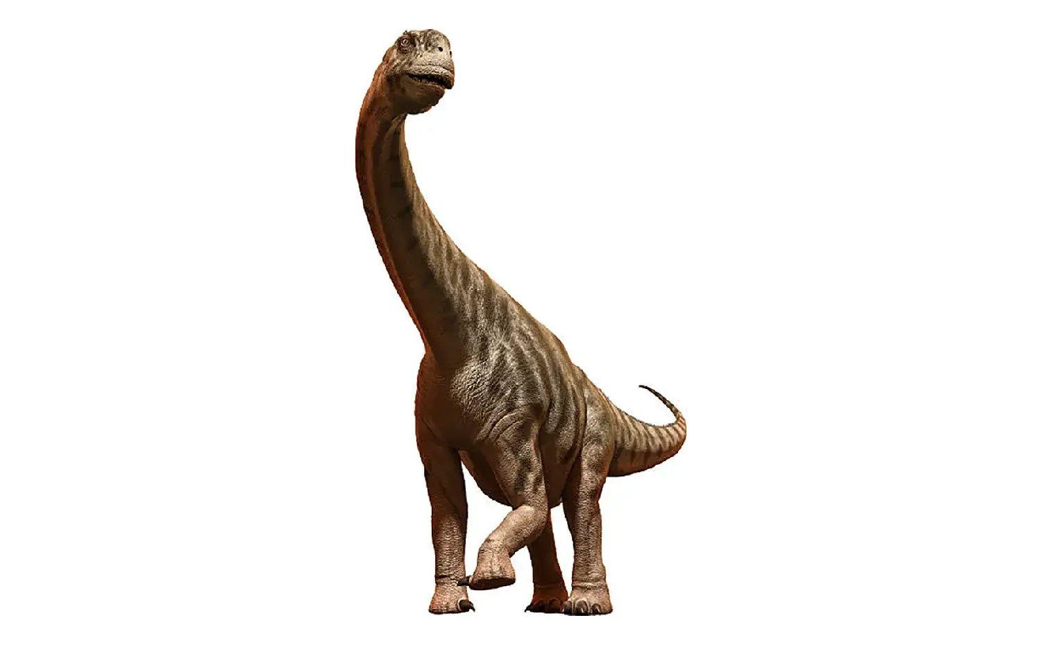What shape were the teeth of Camarasaurus?
