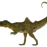 背中から腰にかけてポッコリと突き出した「コブ」が特徴