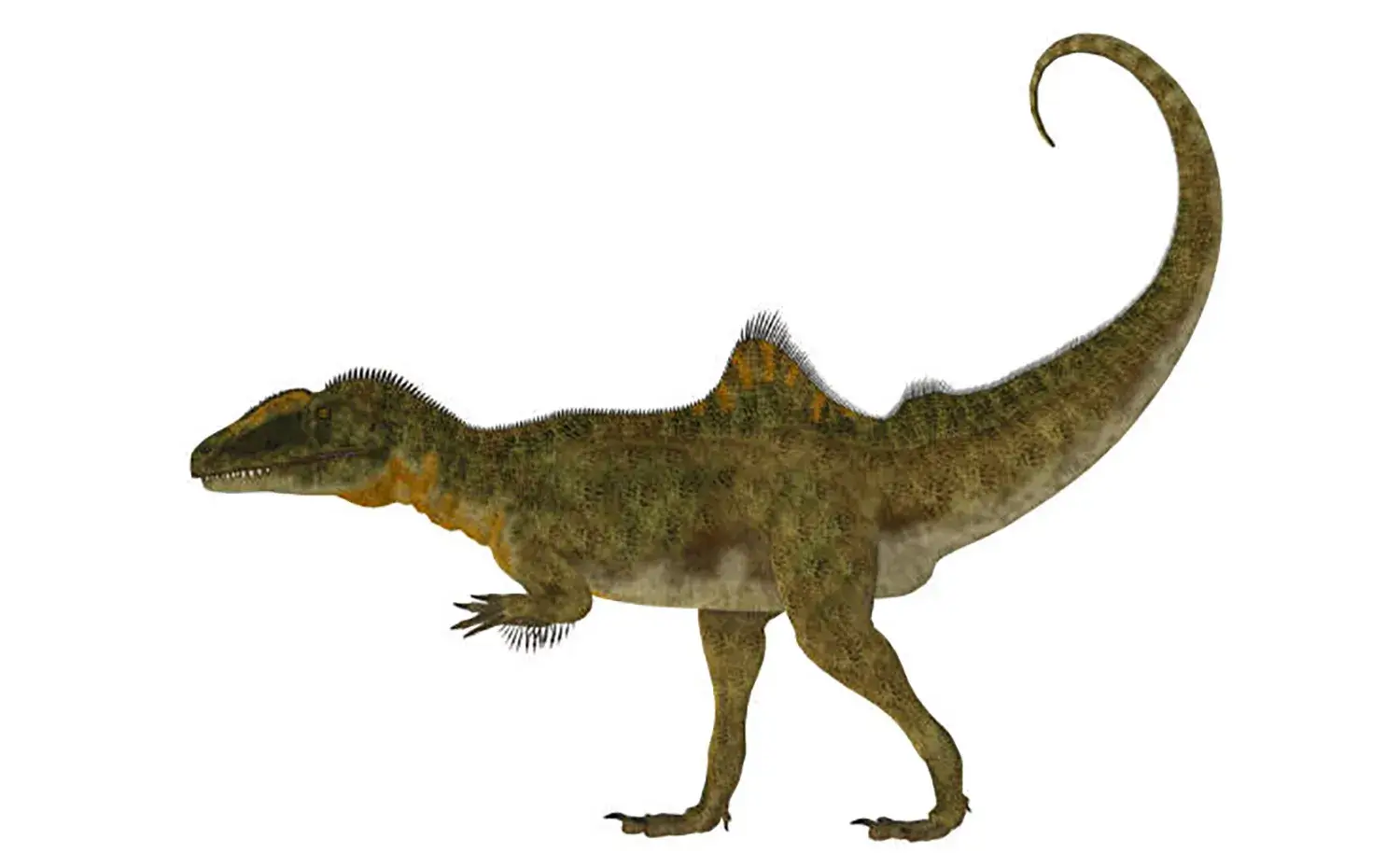 背中から腰にかけてポッコリと突き出した「コブ」が特徴