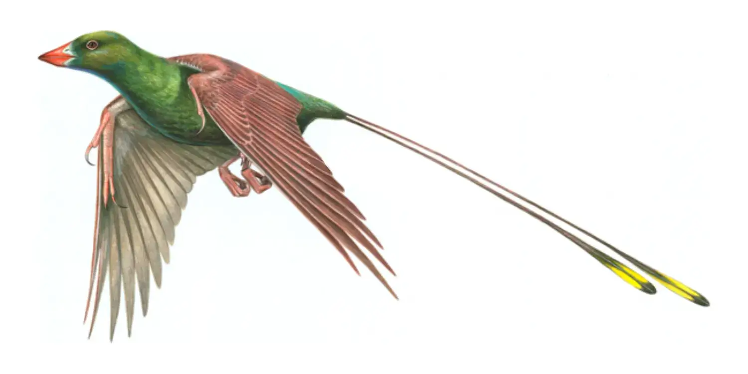 Confuciusornis