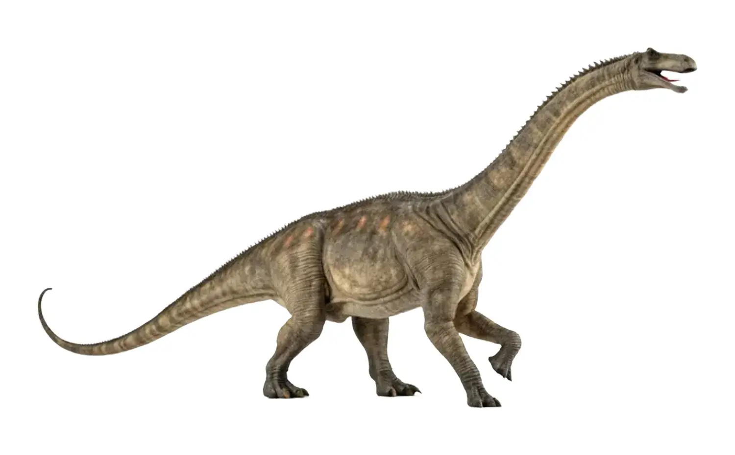 四肢はほぼ同じ長さで、水平に近い体型だったとされている。