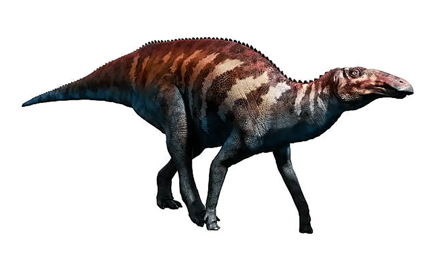 エドモントサウルスの珍しい化石といえば、次のうちどれ？