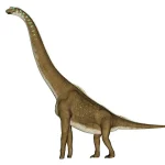 後肢よりも前肢が長く、肩から腰にかけて斜めに下がる背中のラインと、非常に長い首を持っていた。