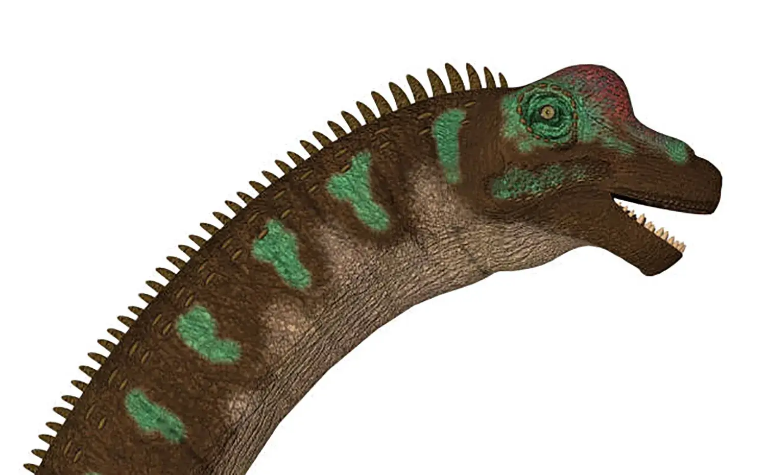 口には平べったいヘラ状の歯が生えていた