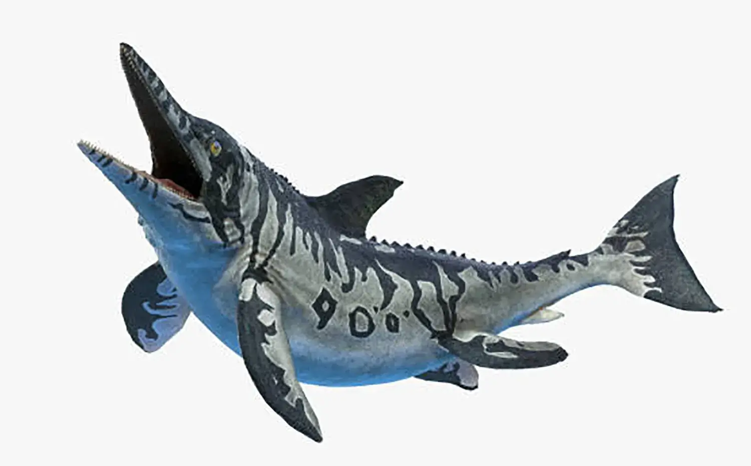 前肢はかなり大きく発達していたのに対し、後肢は非常に短く小さい。