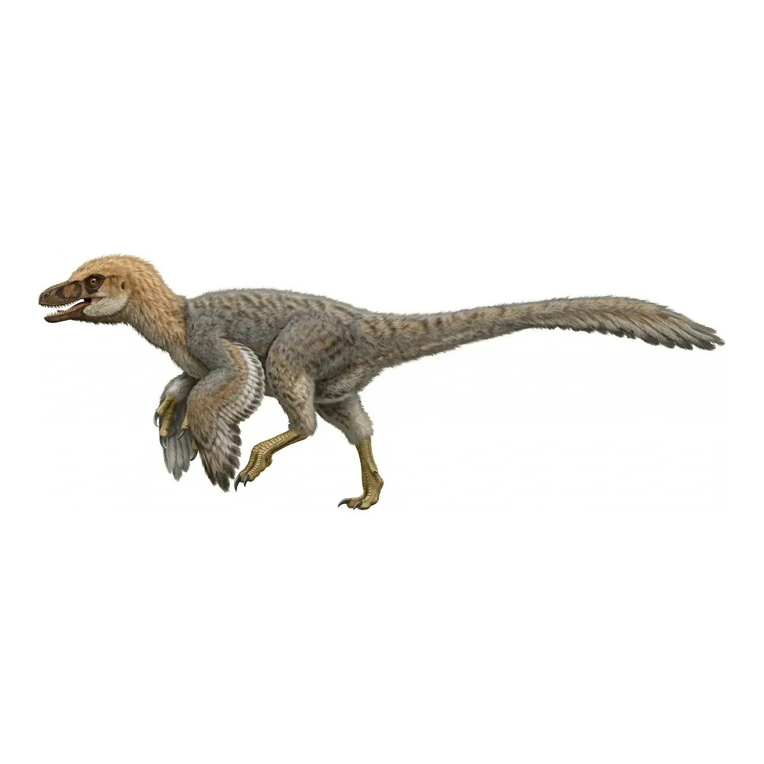 インペロバトル