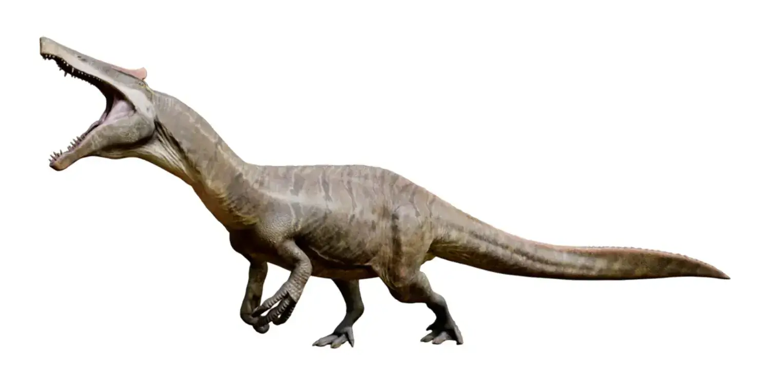Besides fish, which of the following did Spinosaurus and its relatives prey on?