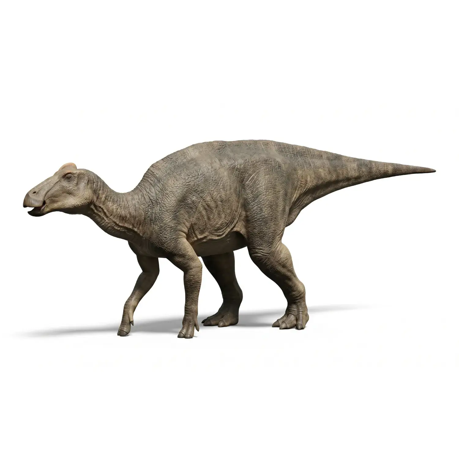 カムイサウルス