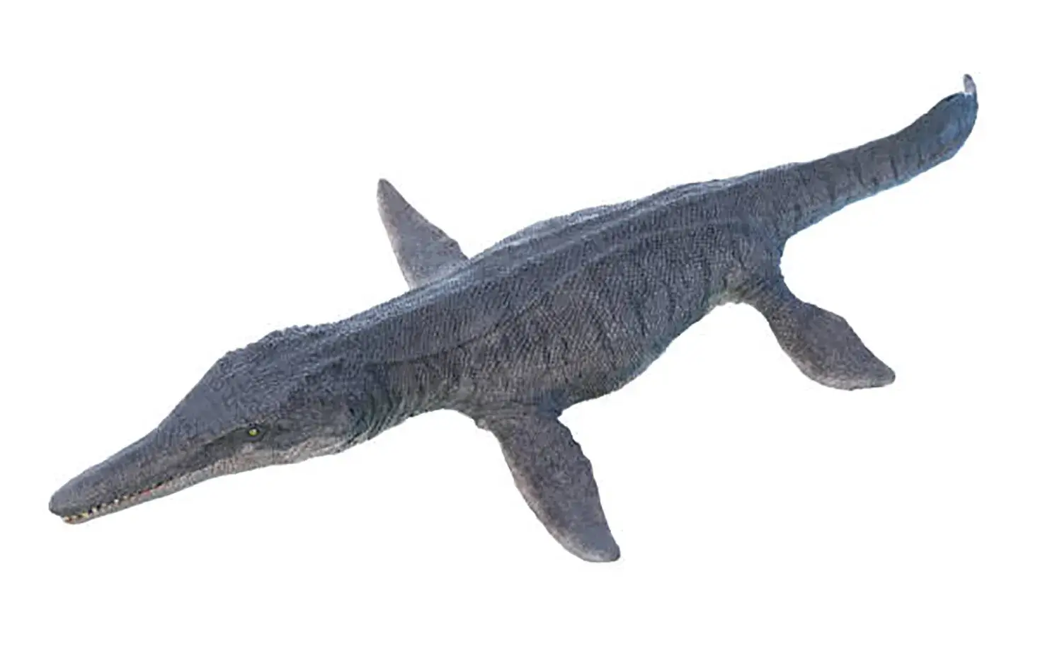 長さ1m近い櫂（かい）のようなヒレ脚が4本備わっていた