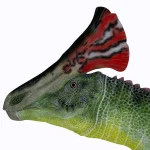 最大の特徴は、頭頂部から後方に向かって伸びる立派なトサカ。