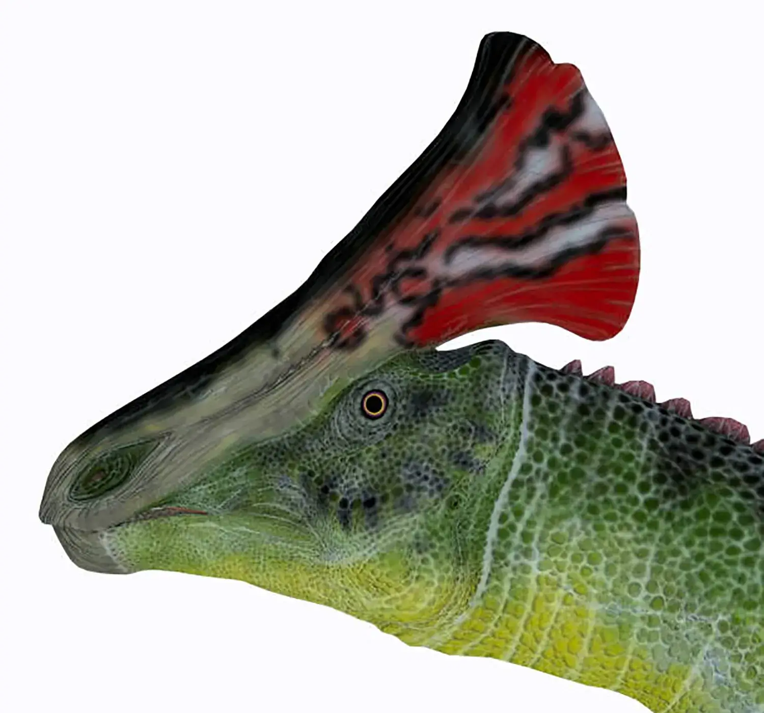 最大の特徴は、頭頂部から後方に向かって伸びる立派なトサカ。