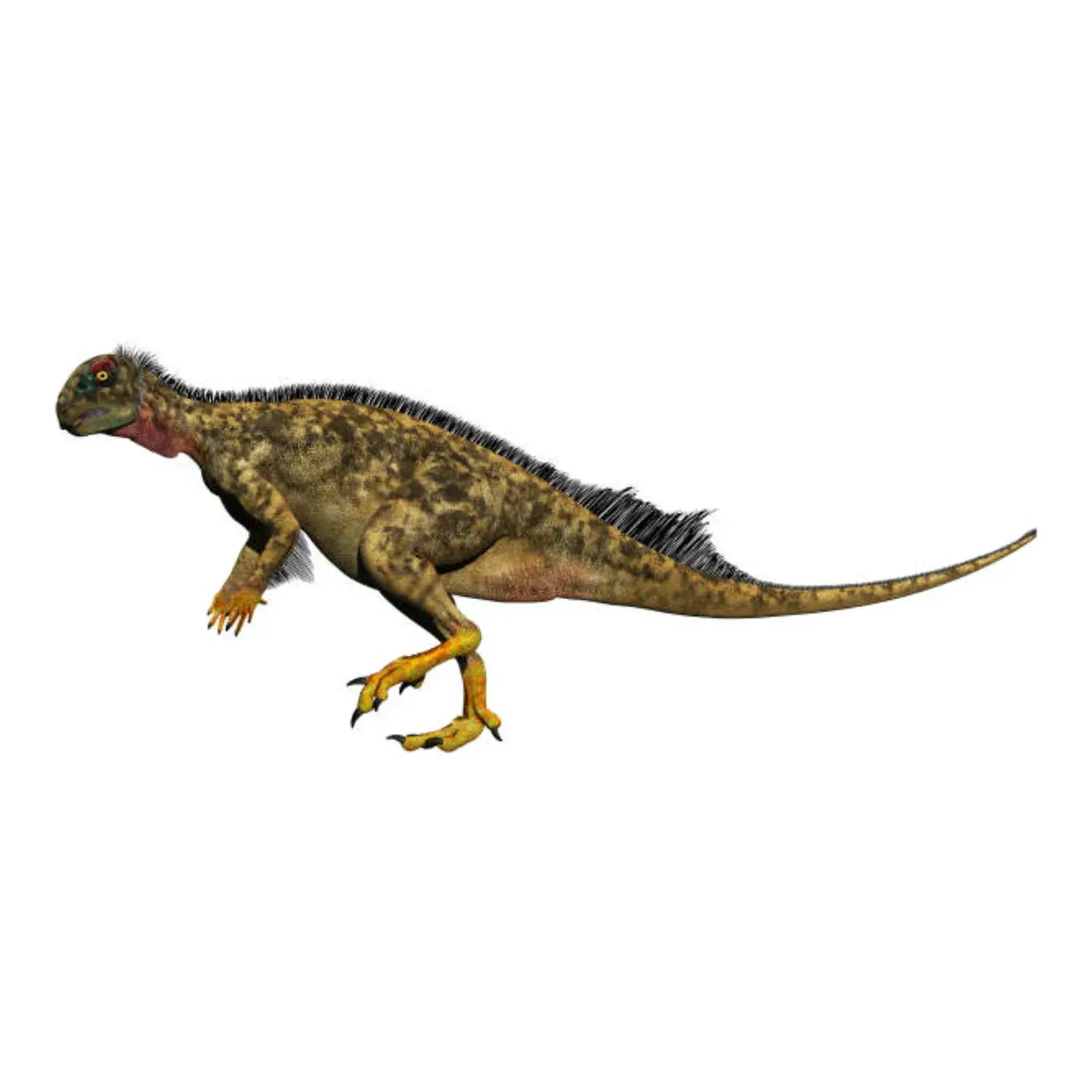 オリクトドロメウス