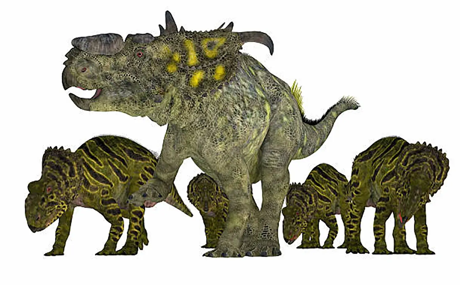 年齢を問わず、大規模な群れを形成して生活していた。