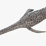 4つのヒレを使って泳いでいた