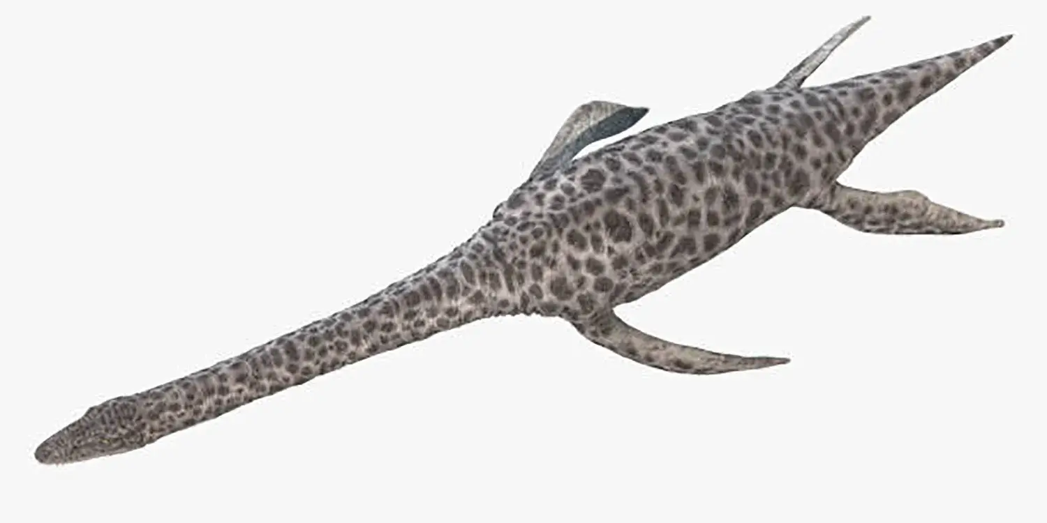 4つのヒレを使って泳いでいた