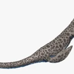 首は主に「下方」へ曲げるのに適していた