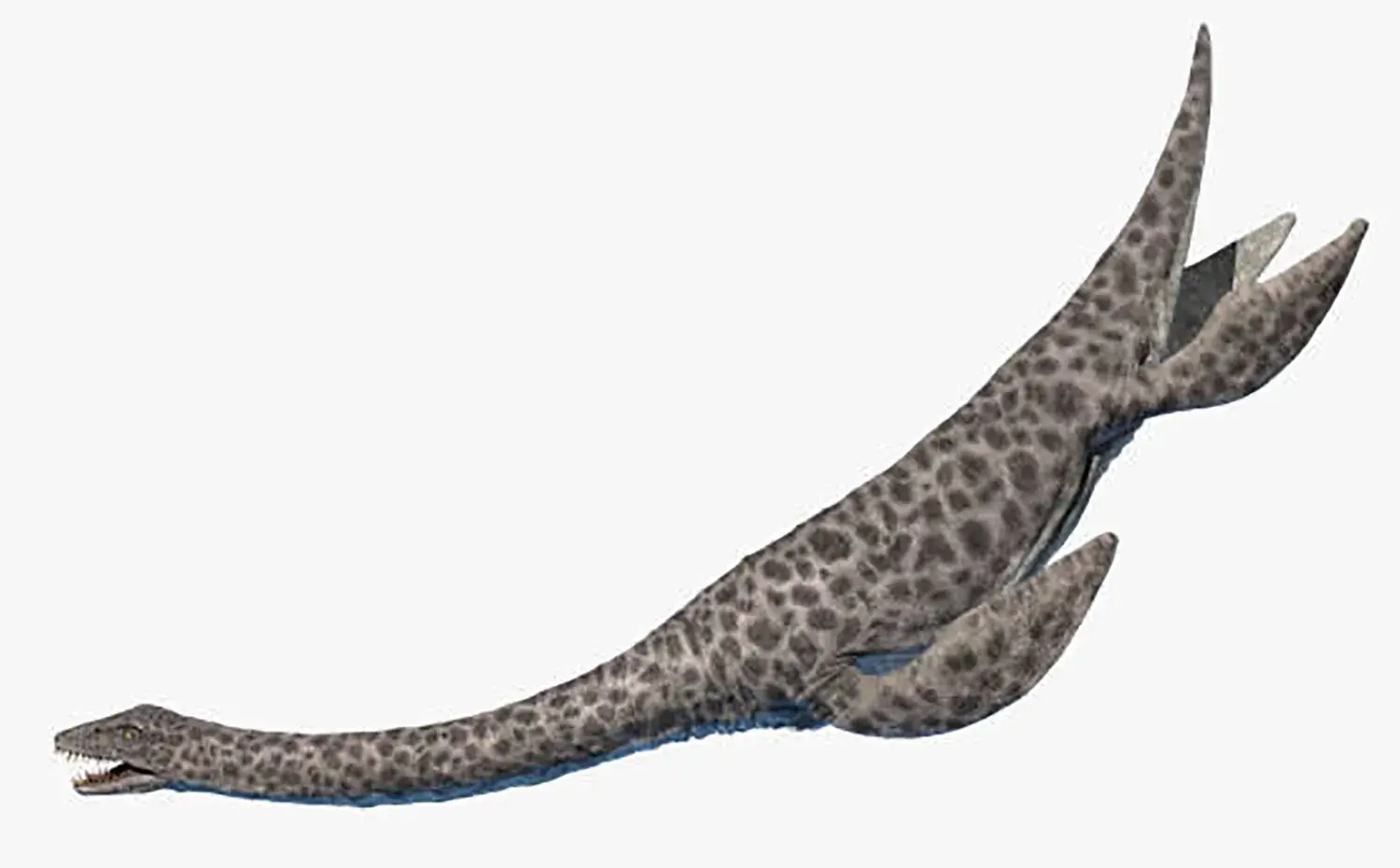 首は主に「下方」へ曲げるのに適していた