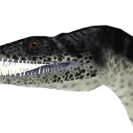 鋭い円錐形の歯が並ぶ小さな頭部