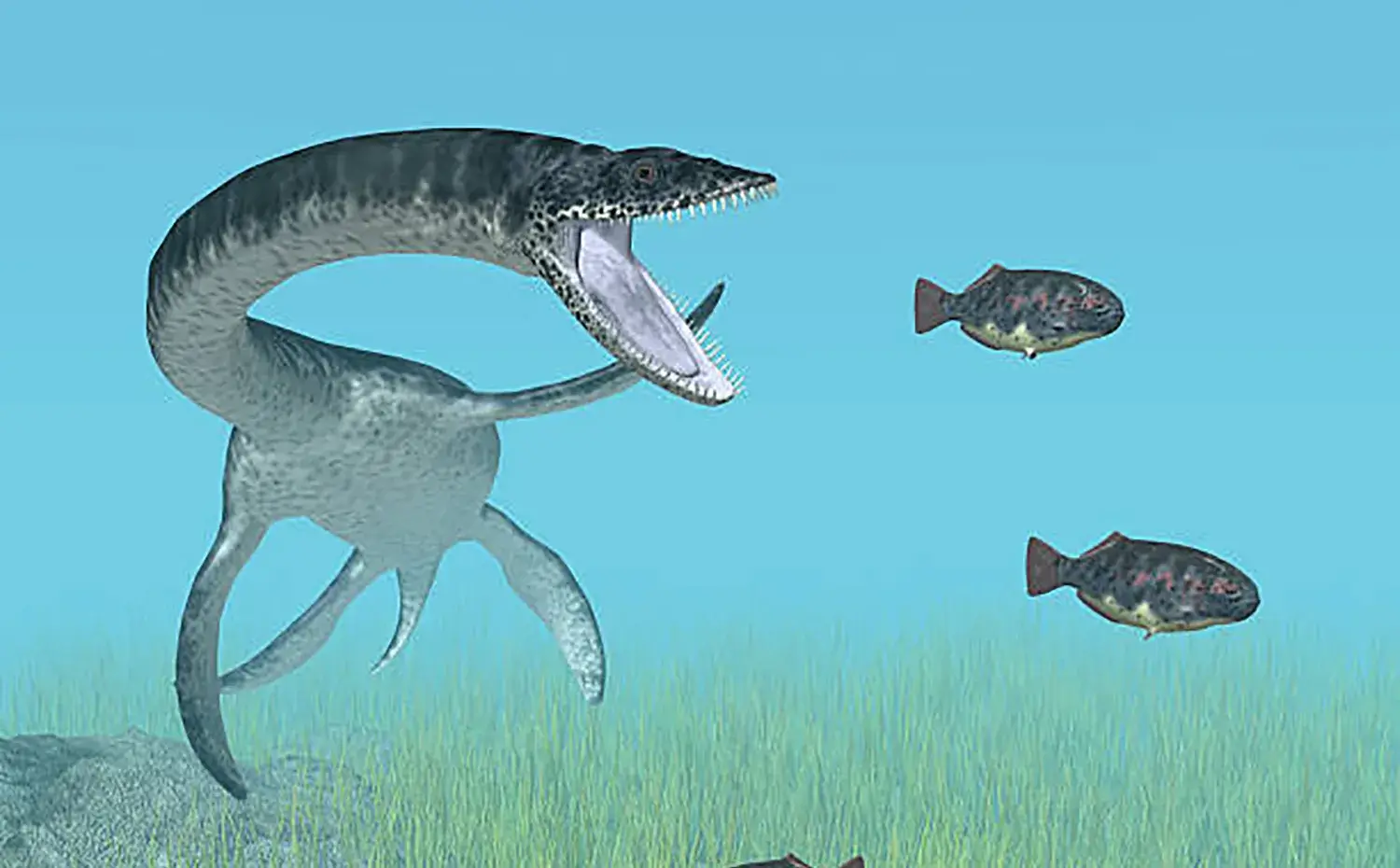 イカや魚などの軟体動物を捕食していた