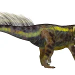 尻尾の背面にだけ「チューブ状の剛毛」が生えていた