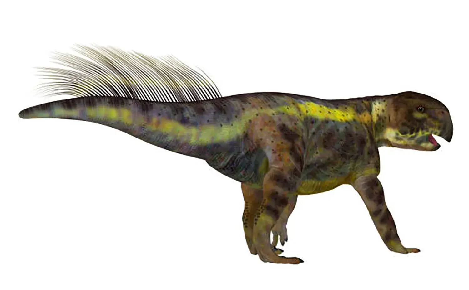 尻尾の背面にだけ「チューブ状の剛毛」が生えていた