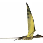 胴体の2倍にもなる非常に長い尾があった