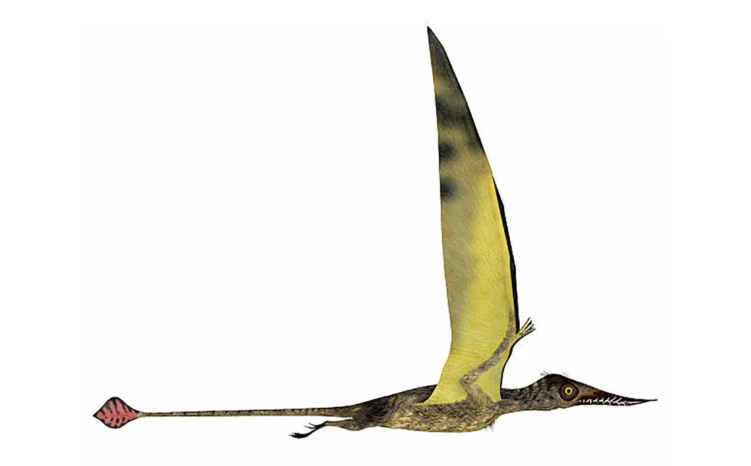 胴体の2倍にもなる非常に長い尾があった