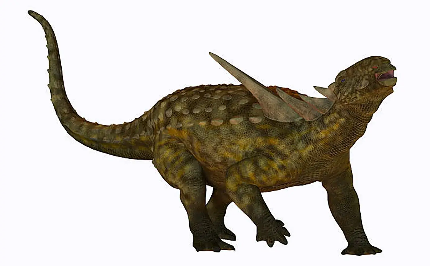 体型はサイのようにがっしりしており、大きく膨らんだ胴体だった。