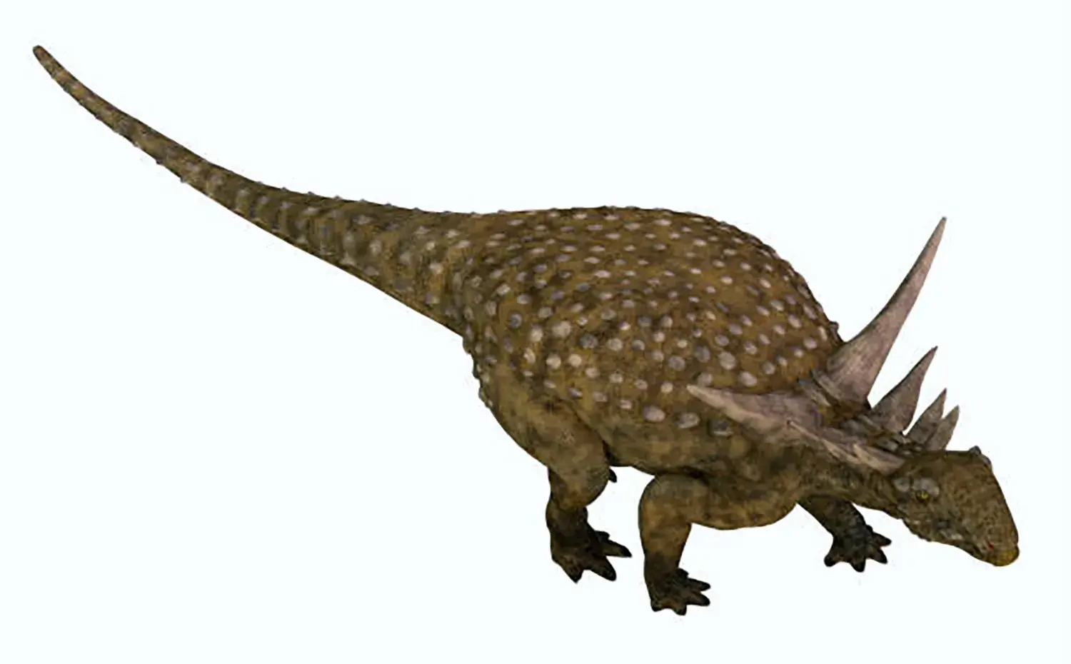 背中から尾までびっしりと並んだ硬い骨のトゲや骨板