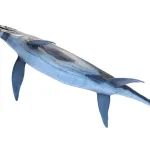 前後のヒレがほぼ同じ長さで、どちらも細長い形状をしていた。