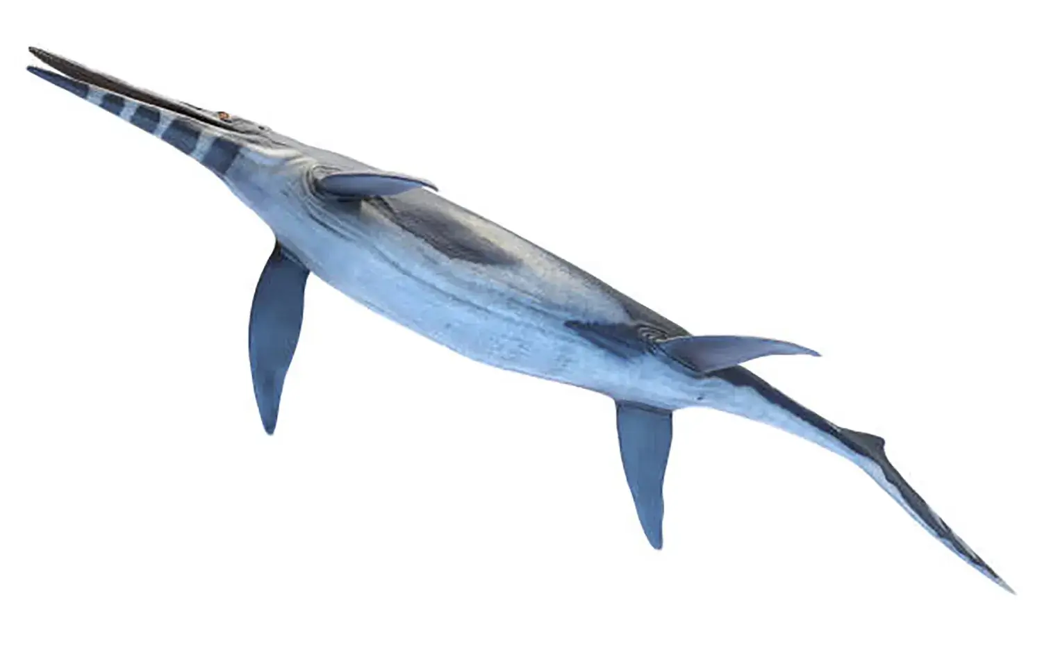 前後のヒレがほぼ同じ長さで、どちらも細長い形状をしていた。