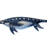 胴体は非常に太く、全体的にズングリとしていた。