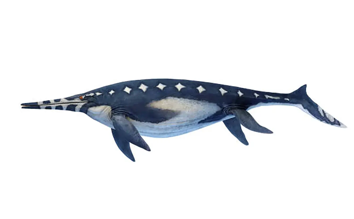 胴体は非常に太く、全体的にズングリとしていた。