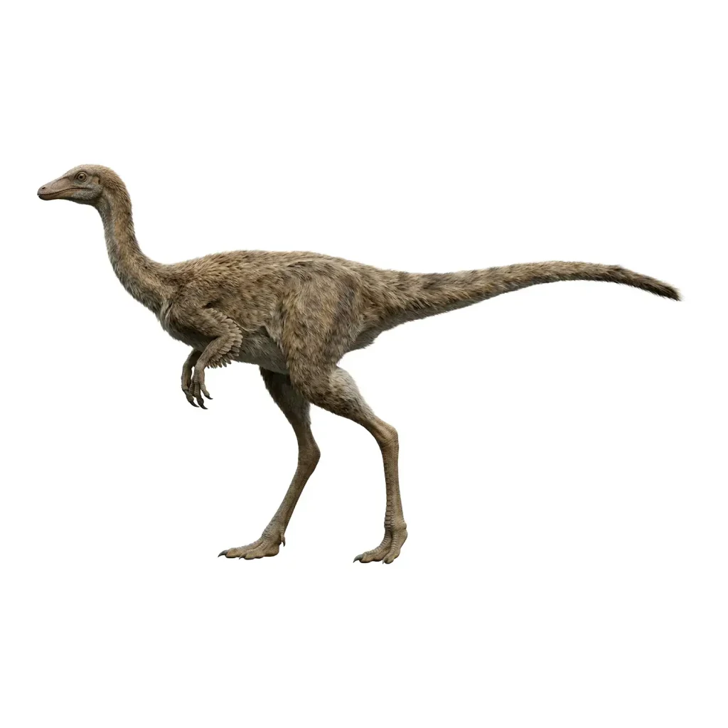 シノルニトミムス