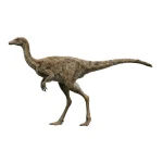 シノルニトミムス