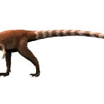 体は全体的に赤褐色や栗色をしており、特に長い尾には赤と白の「鮮やかな縞模様」があった。