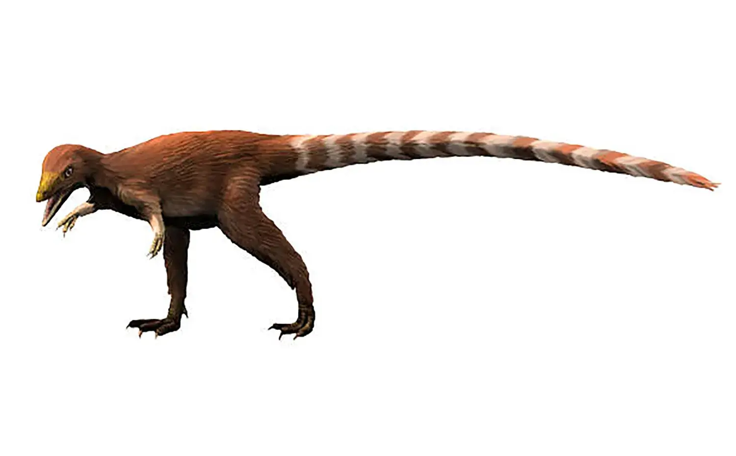 体は全体的に赤褐色や栗色をしており、特に長い尾には赤と白の「鮮やかな縞模様」があった。