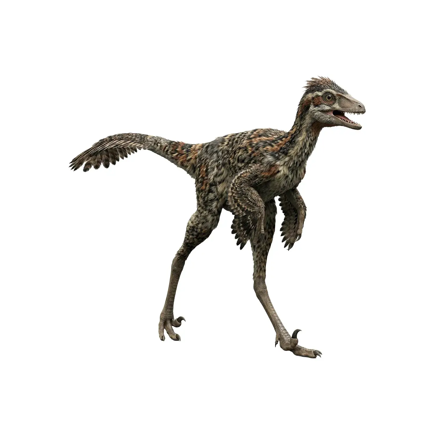 シノヴェナトル