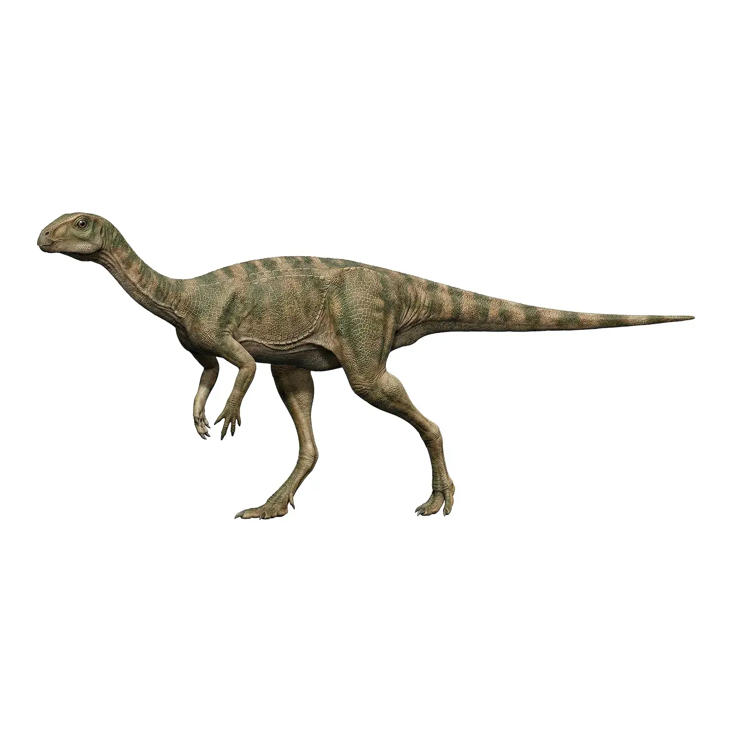 タレンカウエン